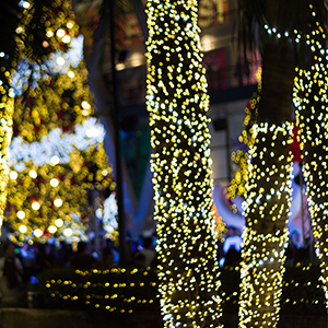 Trunk and Net Lights