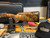 Blaser F3 Vantage Grade 5