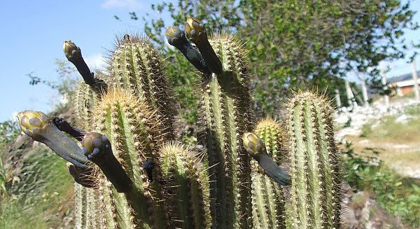 Cereus