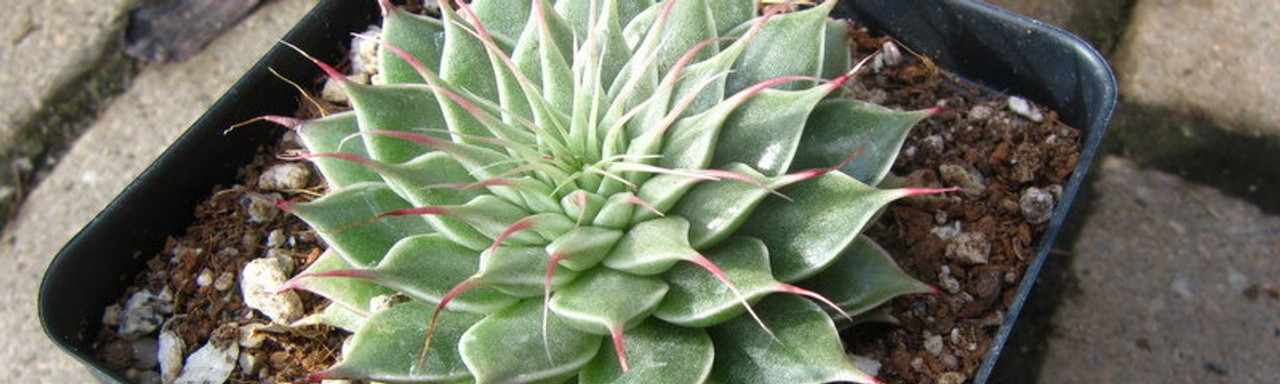 Graptopetalum apricot variegata (7cm Plant Size 4 heads)