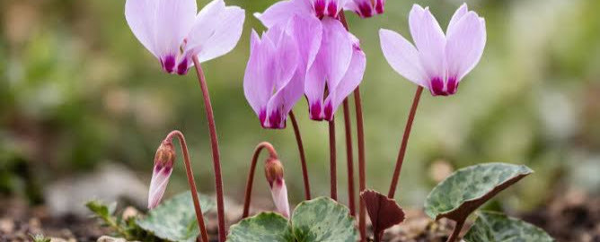 Cyclamen hardy