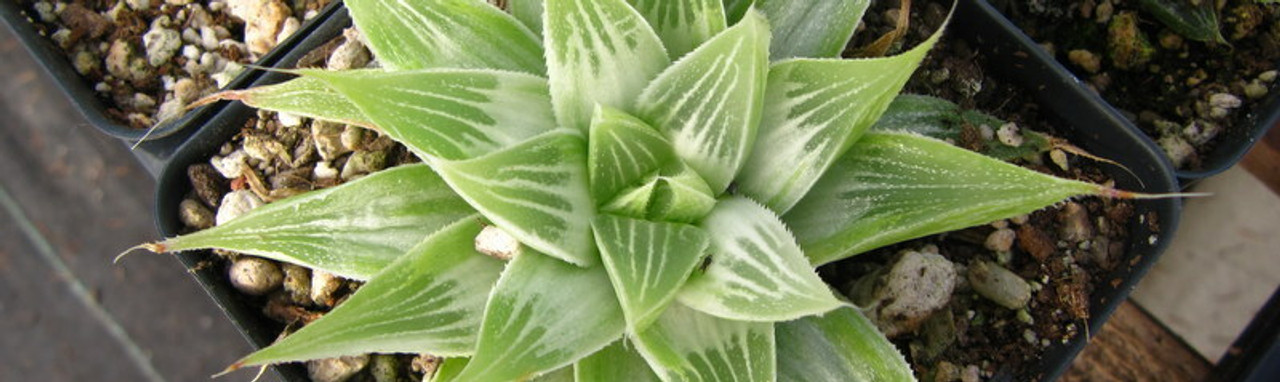 Haworthia