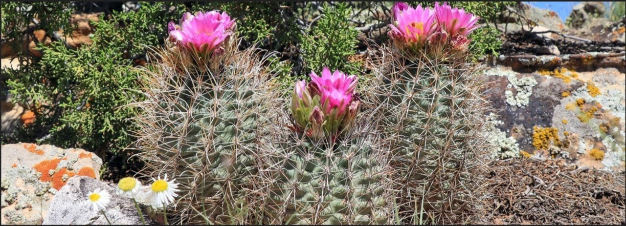 Glandulicactus - Sclerocactus