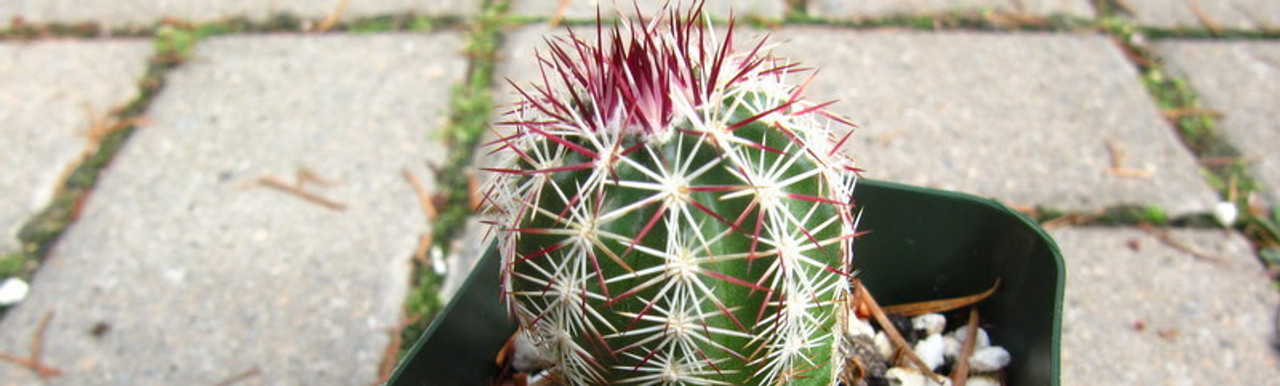 Echinocereus