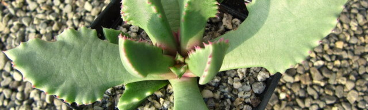 Carruanthus Carruanthus