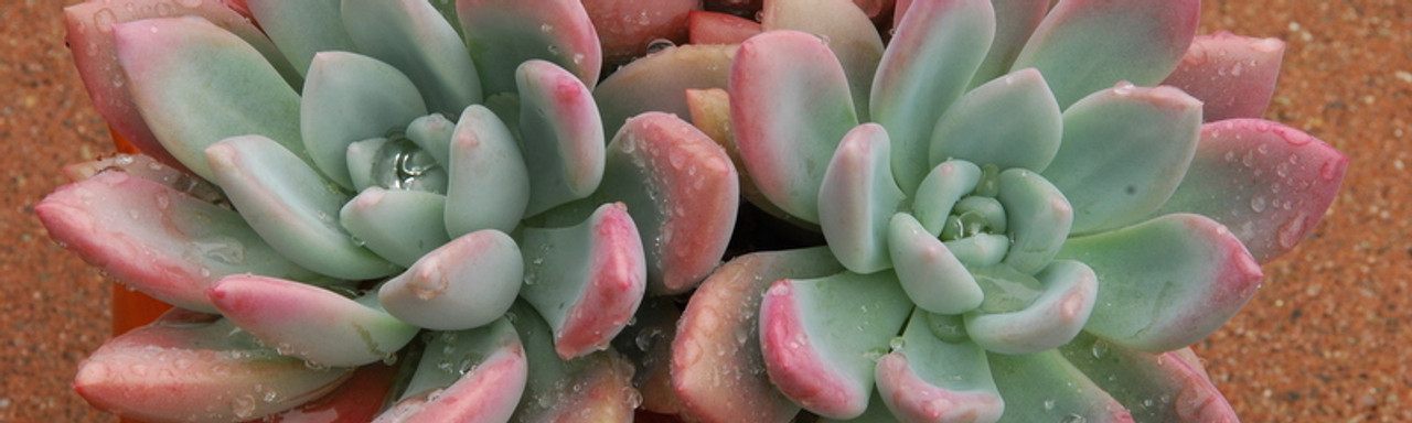 Graptoveria