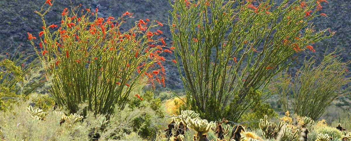Fouquieria