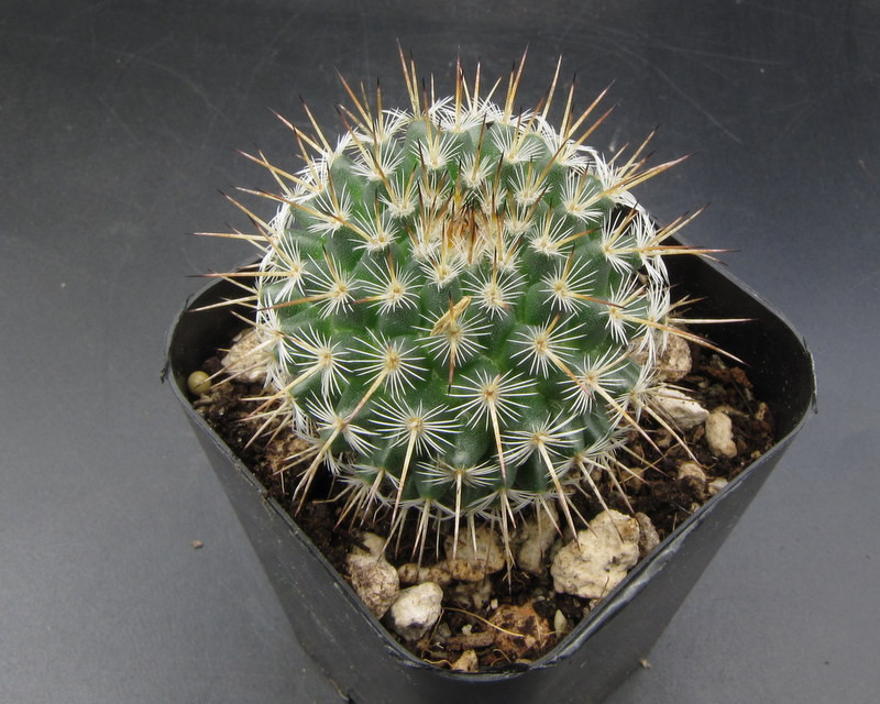 Echinofossulocacus vaupelianus