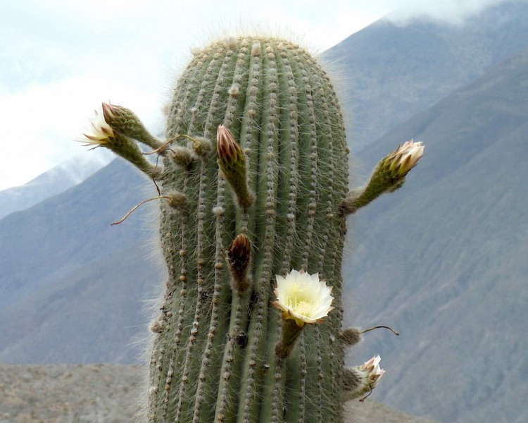 Trichocereus pasacana seeds