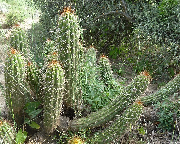 Trichocereus bridgesii seeds