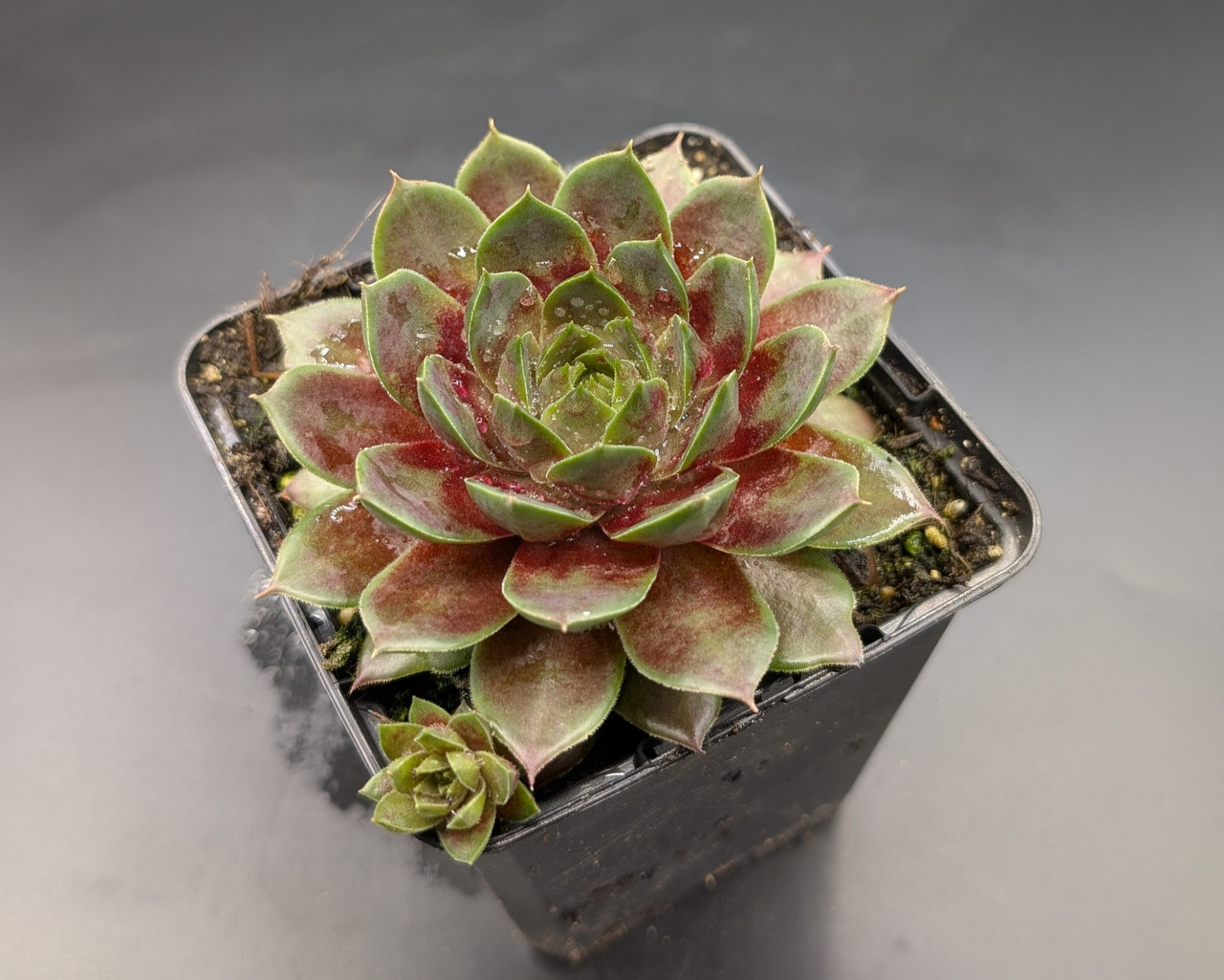 希少 Sempervivum and Jovibarba Sempervivum and Jovibarba – Chubby Leaf Succulents