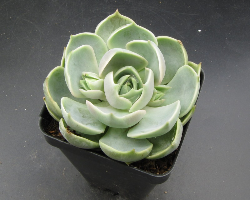 Echeveria Lotus'