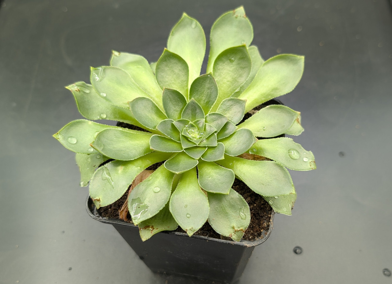 Semponium 'Diamond'