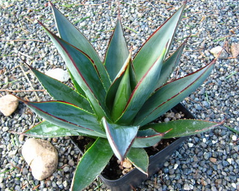 アガベ Agave ' Glow' 296 Agave Blue Glow