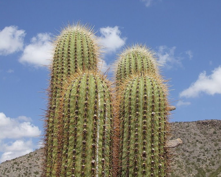 prickly pear cactus syrup Cheri's Desert Harvest Prickly Pear Cactus Syrup