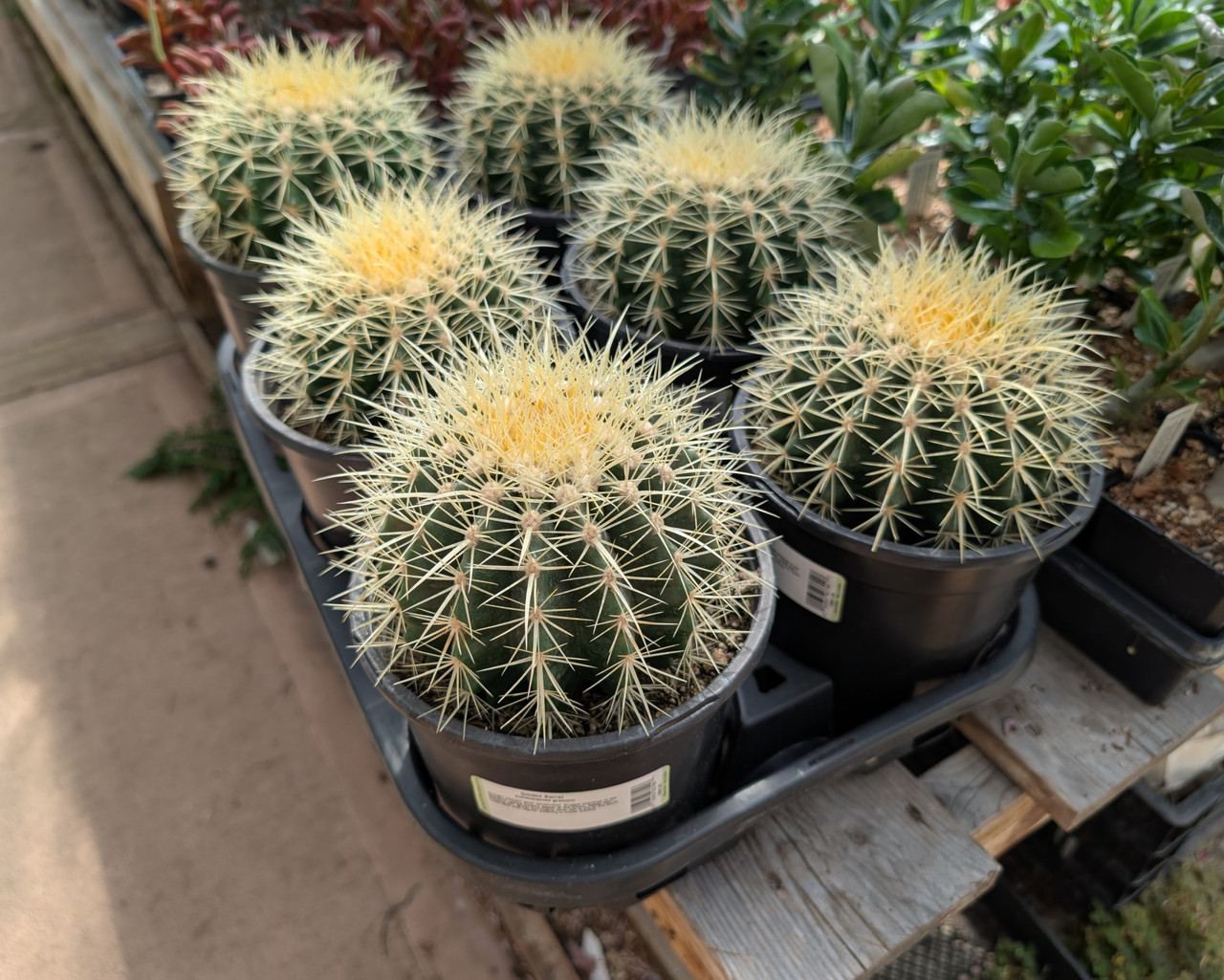 dracaena white stripes Buy Dracaena Warneckii White Jewel