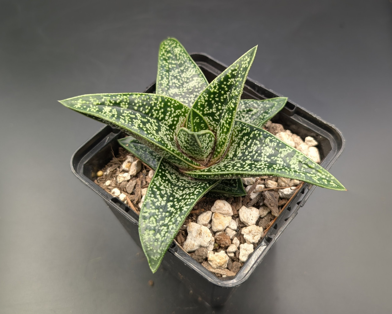 Gasteria batesiana 'Romeo'