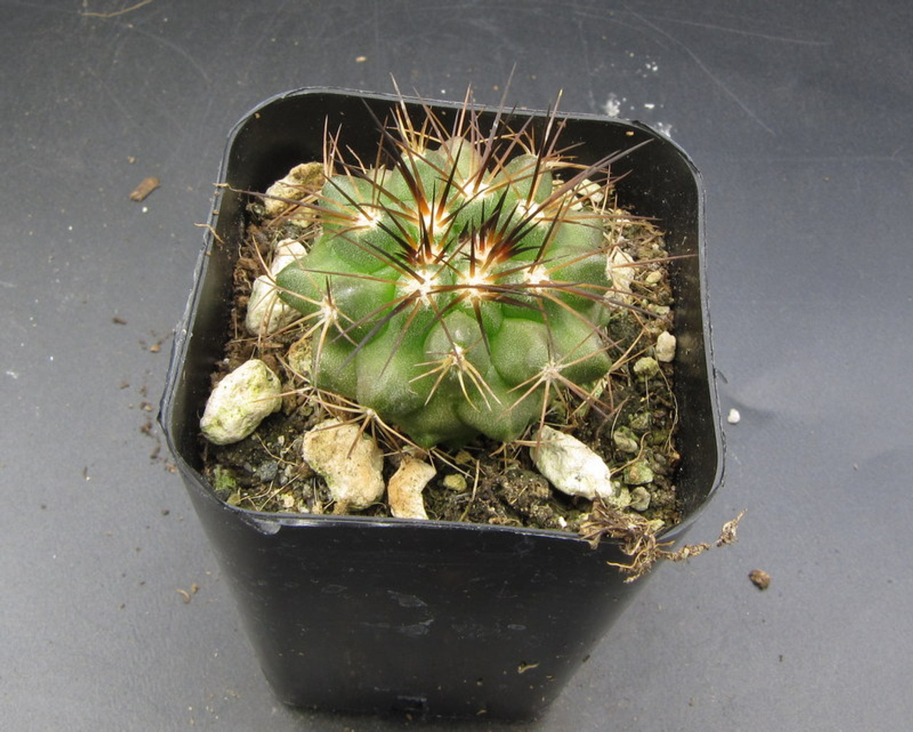 Trichocereus sp.