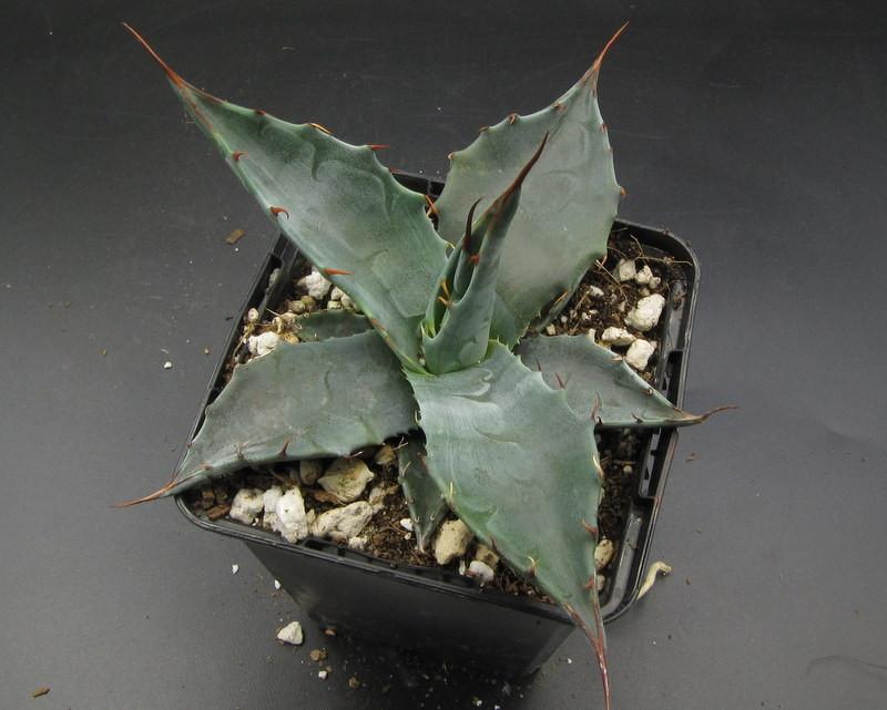 Agave gentryi