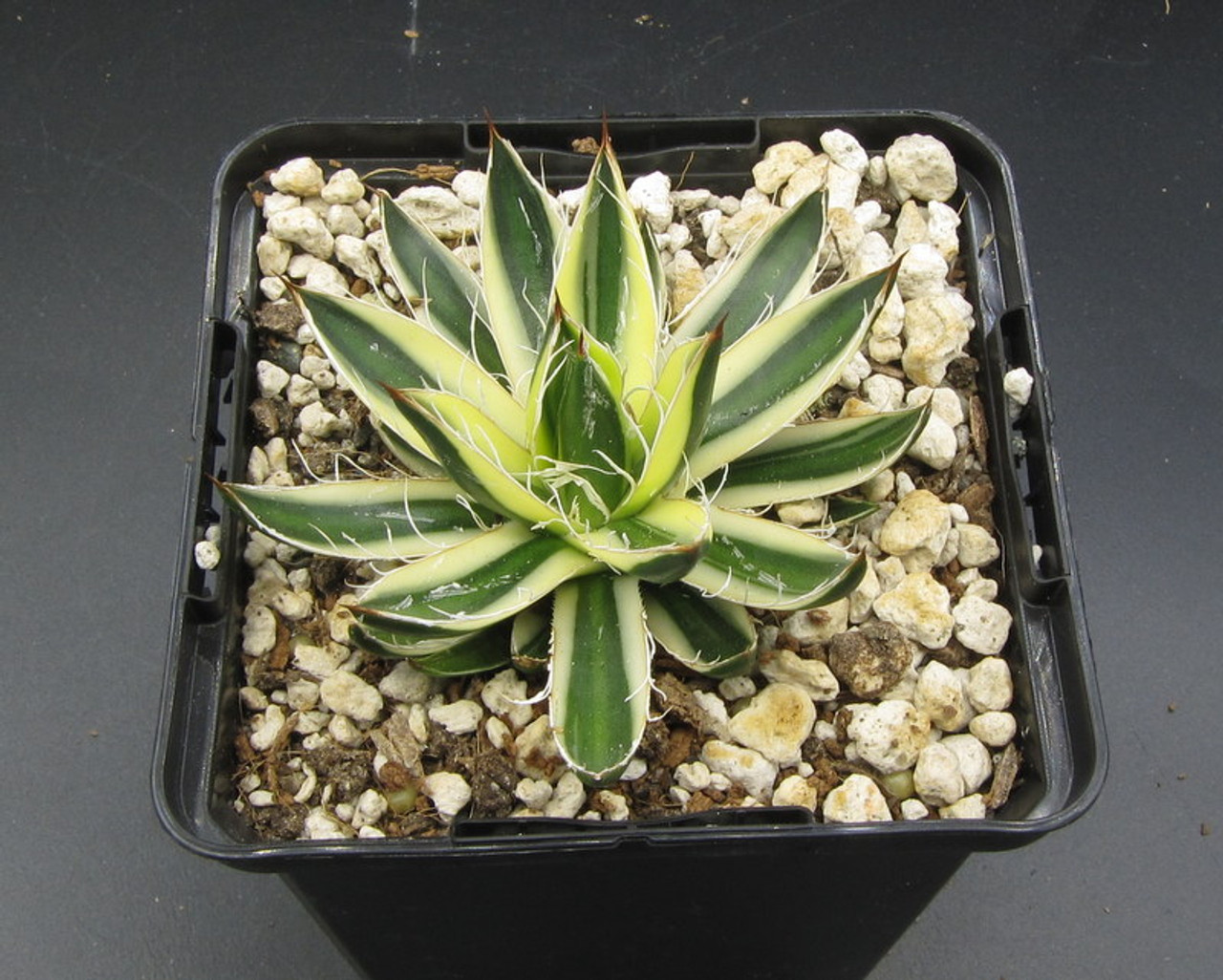 Agave schidigera ´Royal Flush´ 19-