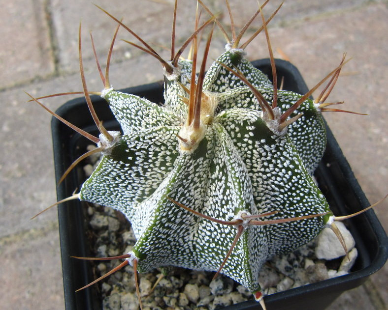 Astrophytum ornatum seeds