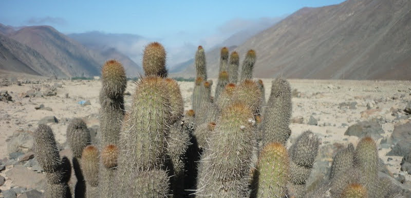 Echinopsis