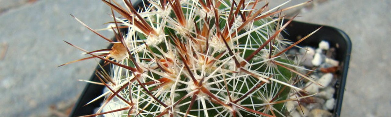 Escobaria Escobaria