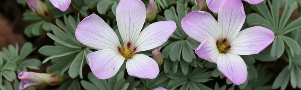 Oxalis