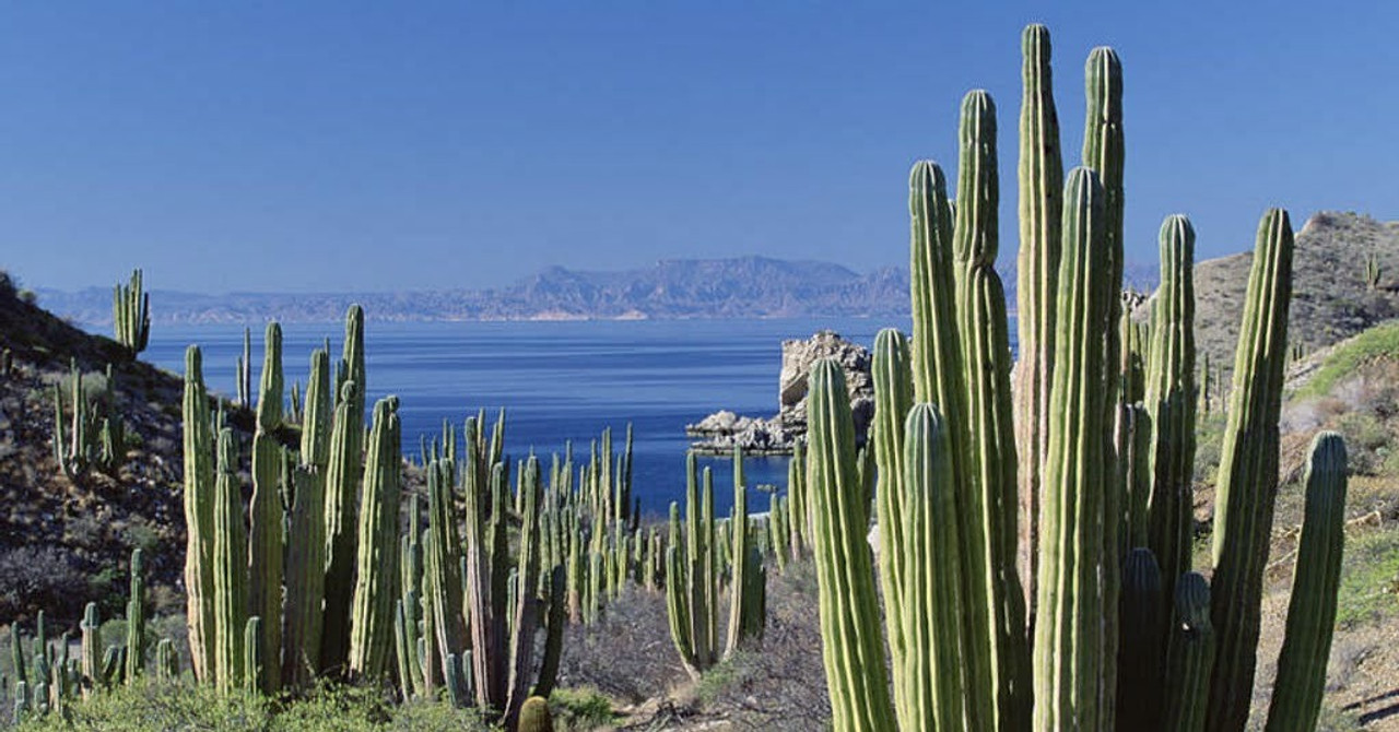 Pachycereus