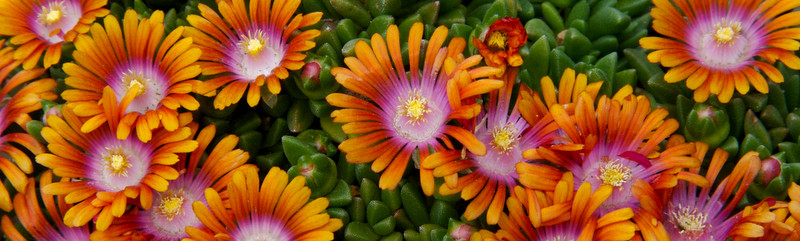Delosperma