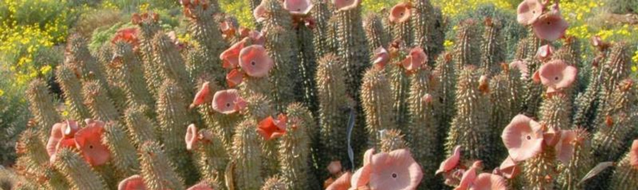 Hoodia Hoodia
