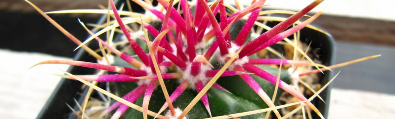 Ferocactus