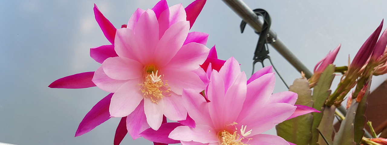 Epiphyllum