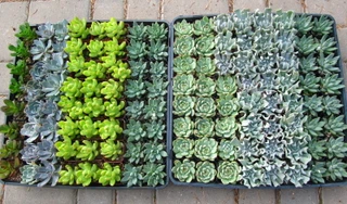 Valley Succulents photo 4