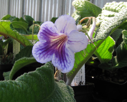 Streptocarpus hyb.  'Nerys'