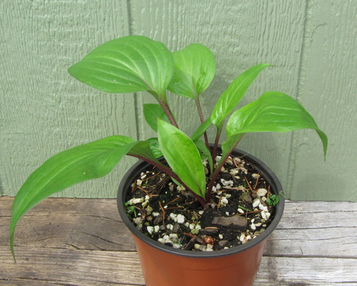 Hosta First Blush red stems spring foliage, green leaves, lavender flowers, shade garden