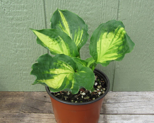 Hosta 'Raspberry Sundae'