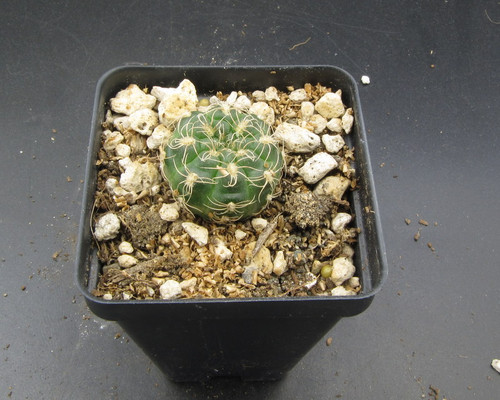 Gymnocalycium calochlorum f KLA5