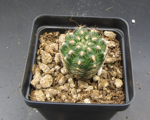 Gymnocalycium bruchii