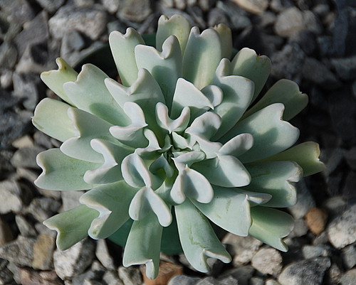 Echeveria Topsy Turvy displaying twisted blue-green leaves in a symmetrical succulent rosette.