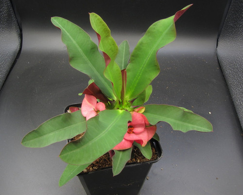 Euphorbia x iomi 'Pink'-Supergrandiflora Purple Leaf