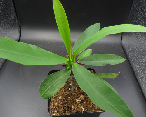 Euphorbia millii 'Cherokee'