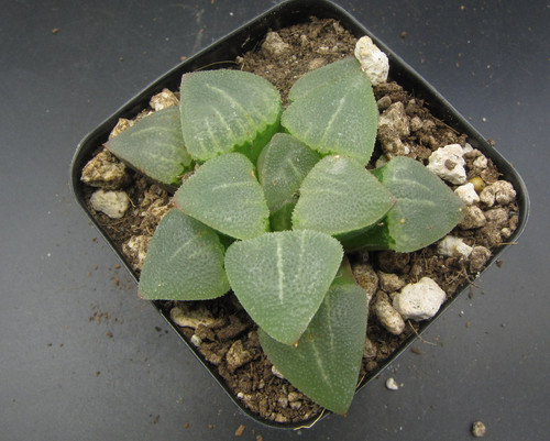 Haworthia hyb. 'Cuibei Yulu'