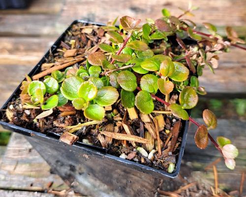 Linneae borealis (Twin Flower)