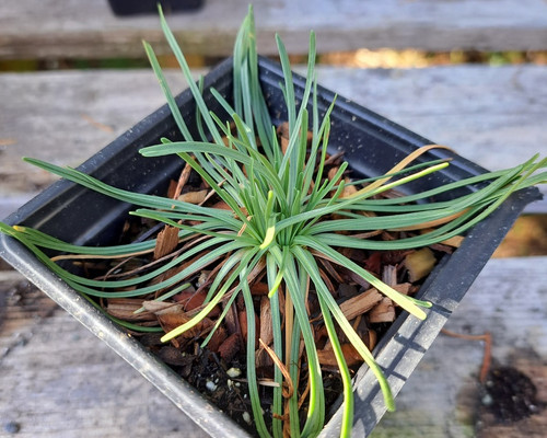 Armeria maritima