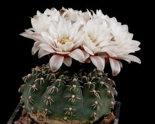 Gymnocalycium quehlianum seeds