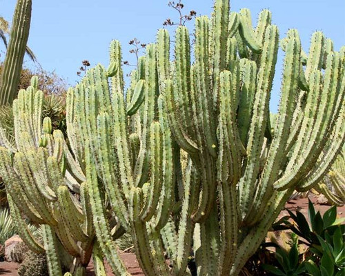 Myrtillocactus geometrizans seeds