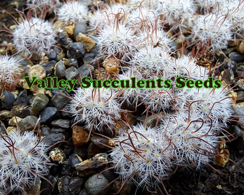 Pacycereus marginatus seeds