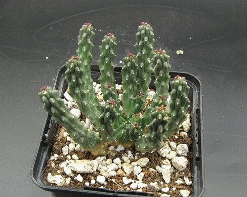 Euphorbia inermis seeds