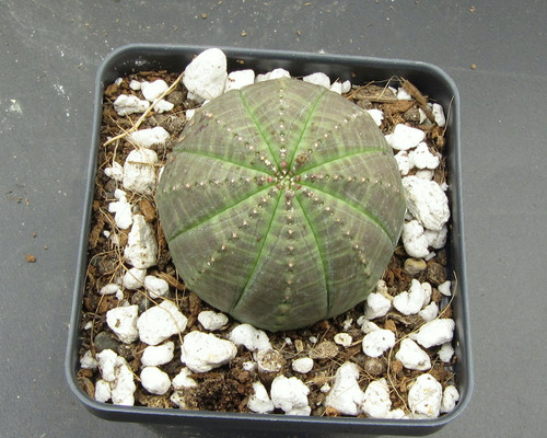 Euphorbia obesa seeds